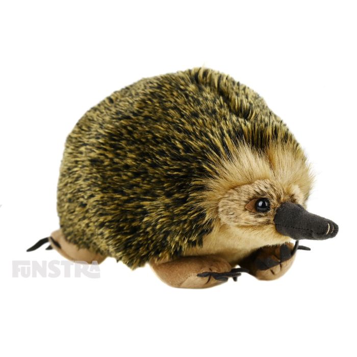 Korimco: Eddie Echidna Plush Soft Toy Stuffed Animal - Funstra Australia